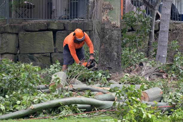 The Steps Involved in Our Tree Care Process in Lynnwood Pricedale, PA